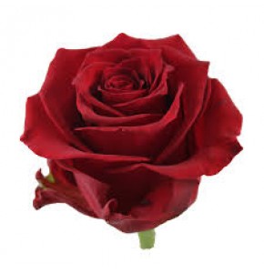 ΤΡΙΑΝΤΑΦΥΛΛΑ ΚΟΚΚΙΝΑ 60εκ. εισαγ.ROSEN  RED LION 60cm